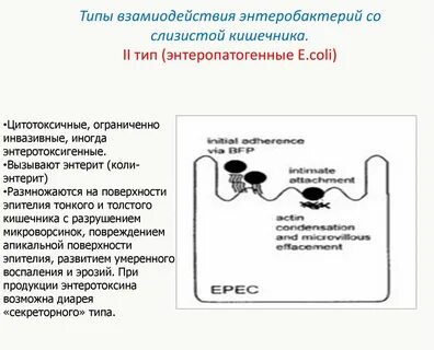 2 типа кишечника