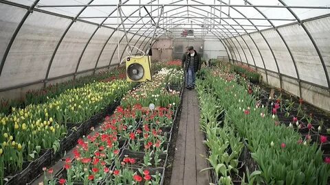 В теплицах 3 7 всех тюльпанов