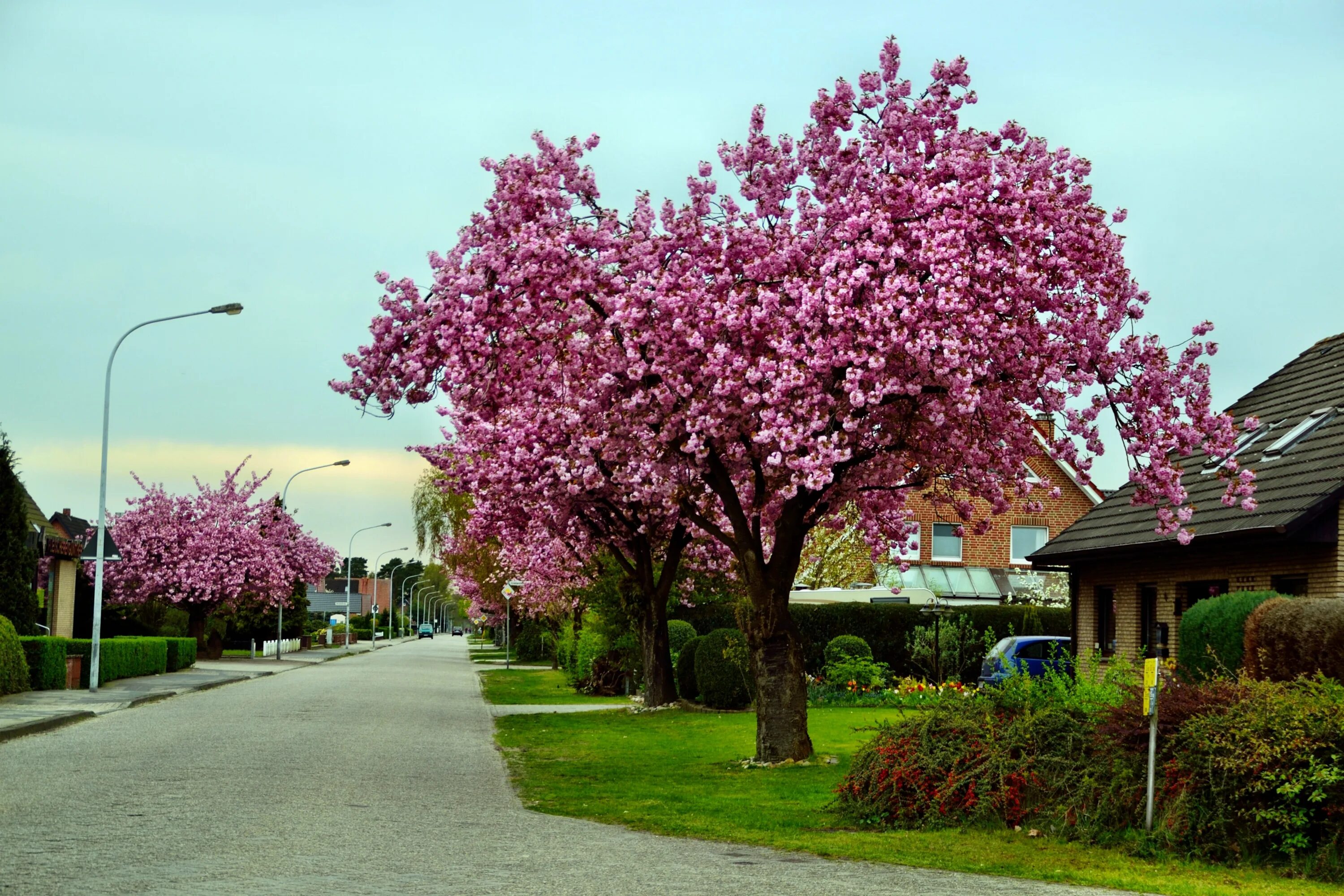 Cherry blossom отзывы. Вишня мелкопильчатая Сакура. Сакура Канзан. Вишня мелкопильчатая Канзан. Черри блоссом дерево.