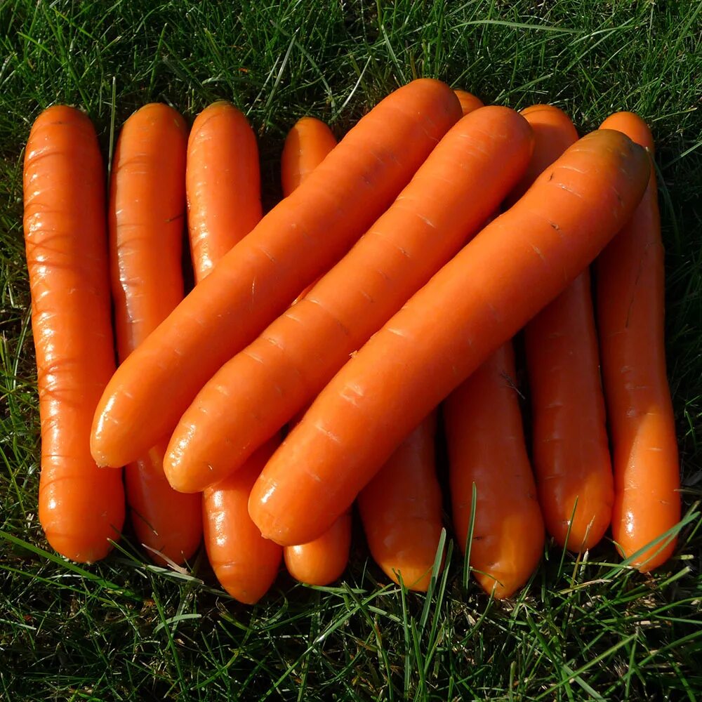 Какая морковь сладкая. Морковь Скорпио f1. Морковь Вильморин. Болеро ф1 морковь. Морковь Сентябрьская сорт.