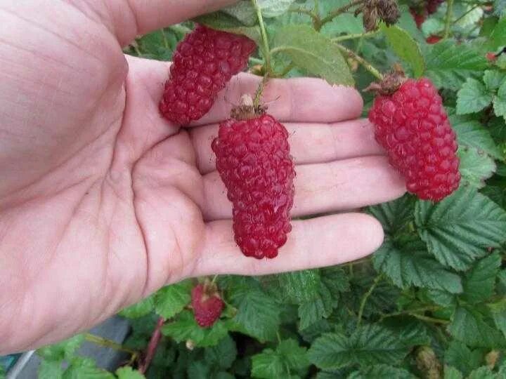Ежемалина логанберри. Ежемалина "tayberry", тайберри. Ежемалина бекингем тайберри. Ежемалина логанберри. Ежемалина сорт тайберри.