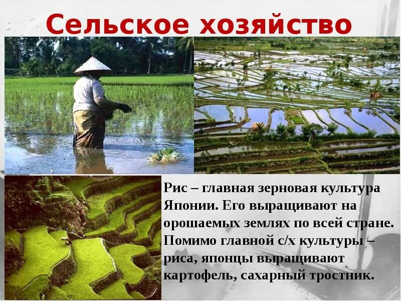 Традиционные занятия населения японии в 19 веке. Хозяйство японии. сельское хозяйство японии. сельское хозяйство японии презентация. промышленность и сельское хозяйство японии.