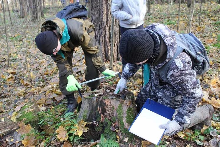 Лес экология. Школьное лесничество. Лесное хозяйство красноярского края лесовосстановление. Лесная промышленность. Школьное лесничество.