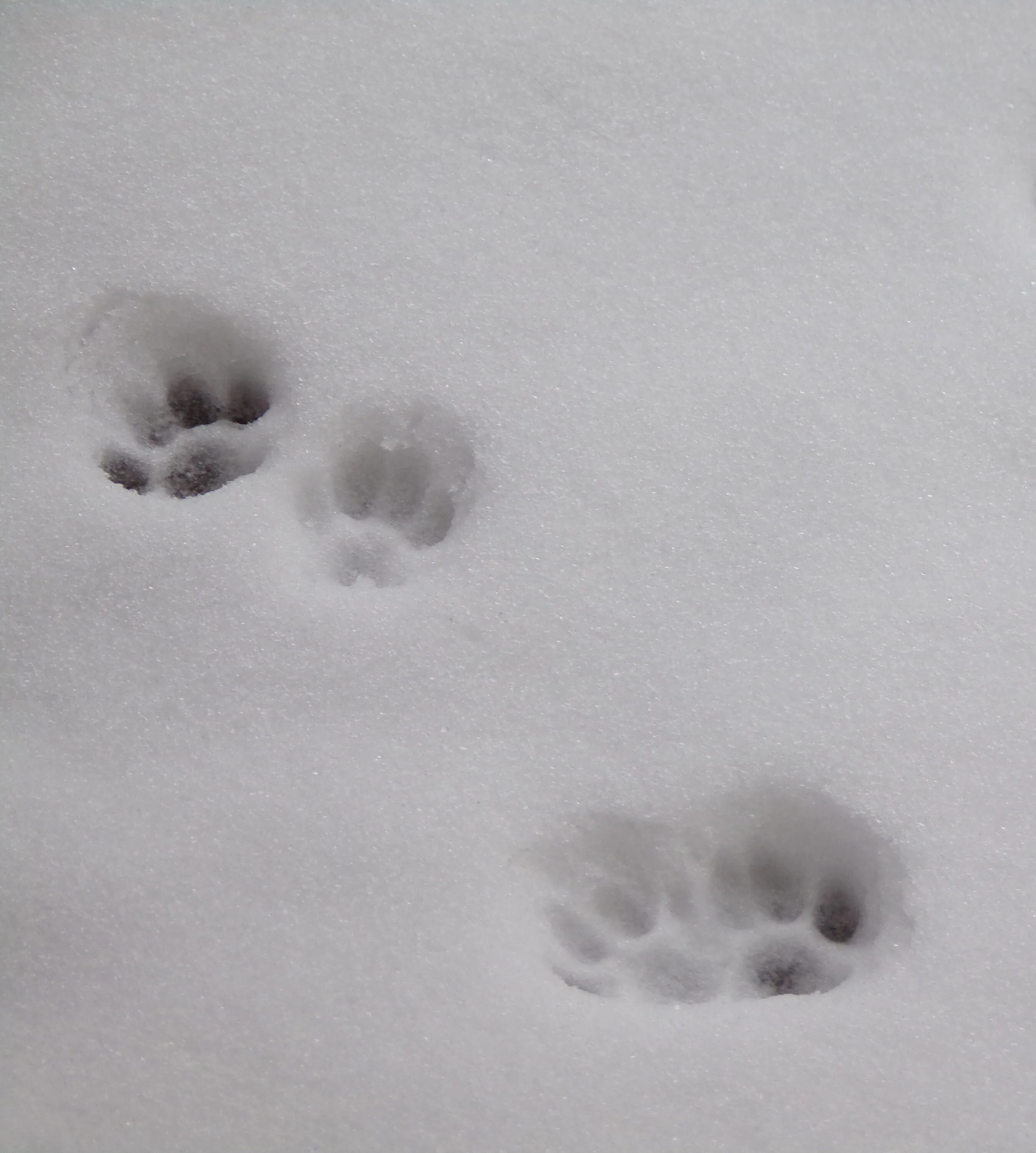 Как выглядят следы кошки на снегу Footprint of a Cat or Dog Paws on the Snow. Care for Pets in the Winter, in Cold