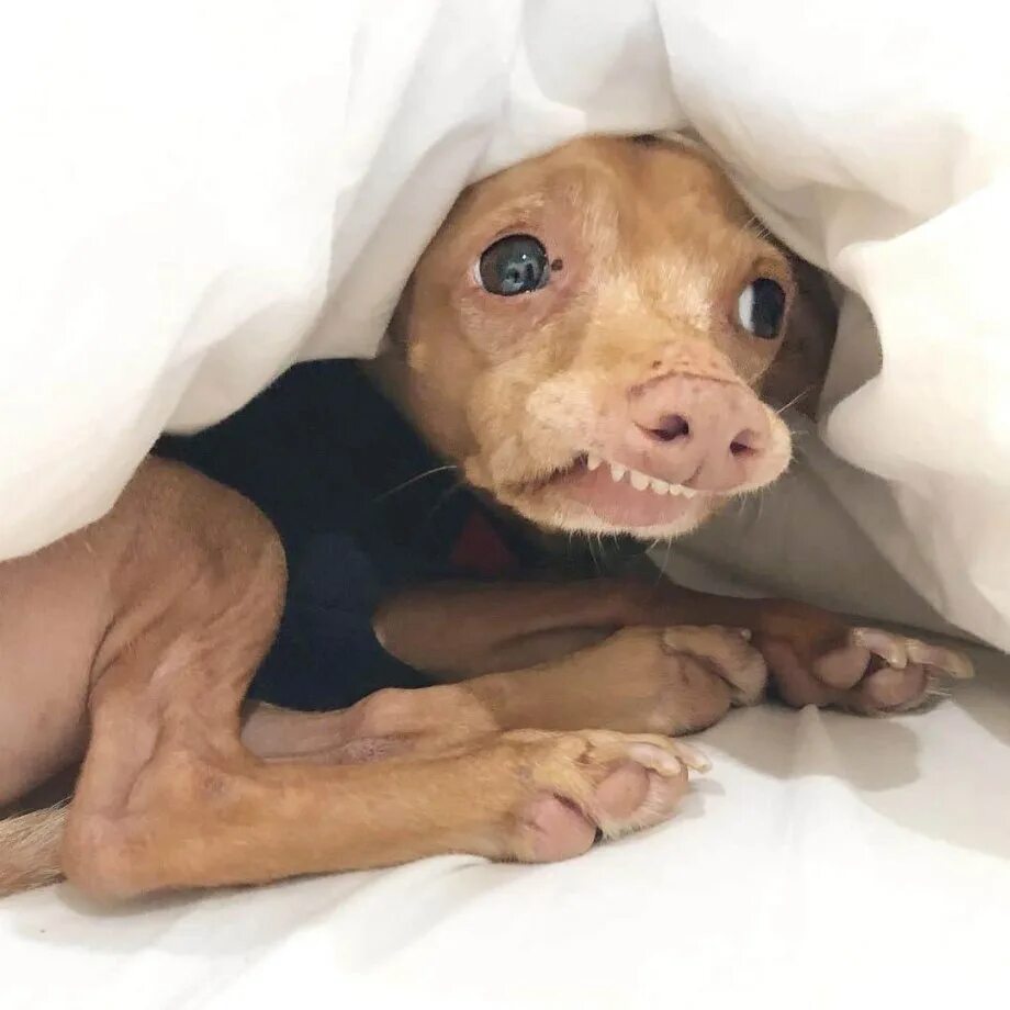 Hideously Cute: Why We Love the World's Ugliest Dog Contest