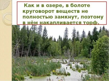 Экосистема болота