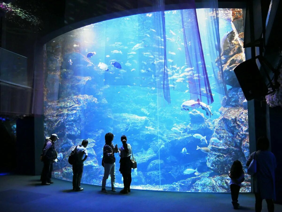 Аквариум наблюдать. Сумида аквариум Токио. Аквариум Sea Life Park Tokyo. Океанариум ВДНХ. Аквариум Osaka Aquarium Kaiyukan.