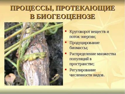Процессы экосистемы