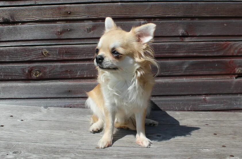 Шах арпилин. Апирина мексикано питомник чихуахуа. Шах арпилин питомник чихуахуа официальный сайт. Шах арпилин кассий. Шах арпилин вавилин.