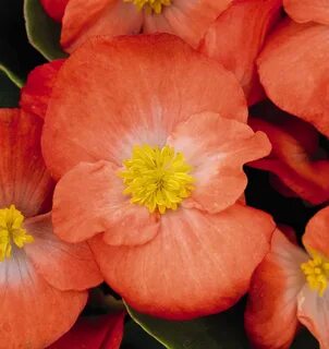 Orange plus