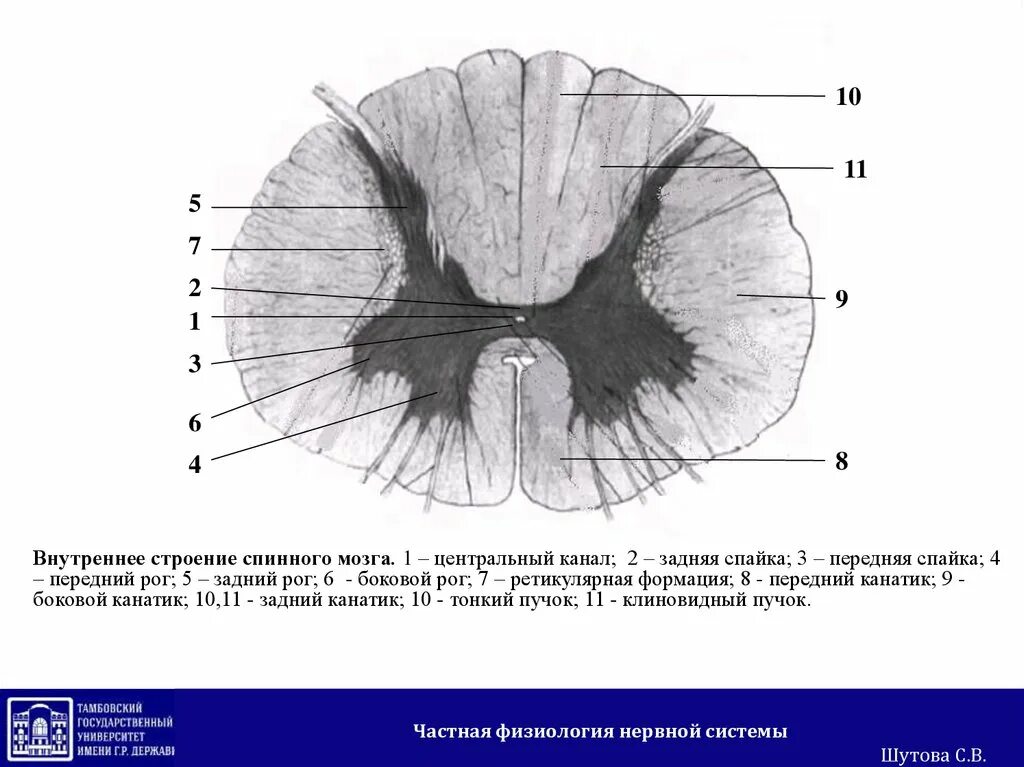 Центральный спинномозговой канал. Внутреннее строение спинного мозга. Строение спинного мозга внутри. Схема внутреннего строения спинного мозга. Строение спинного мозга на поперечном разрезе.