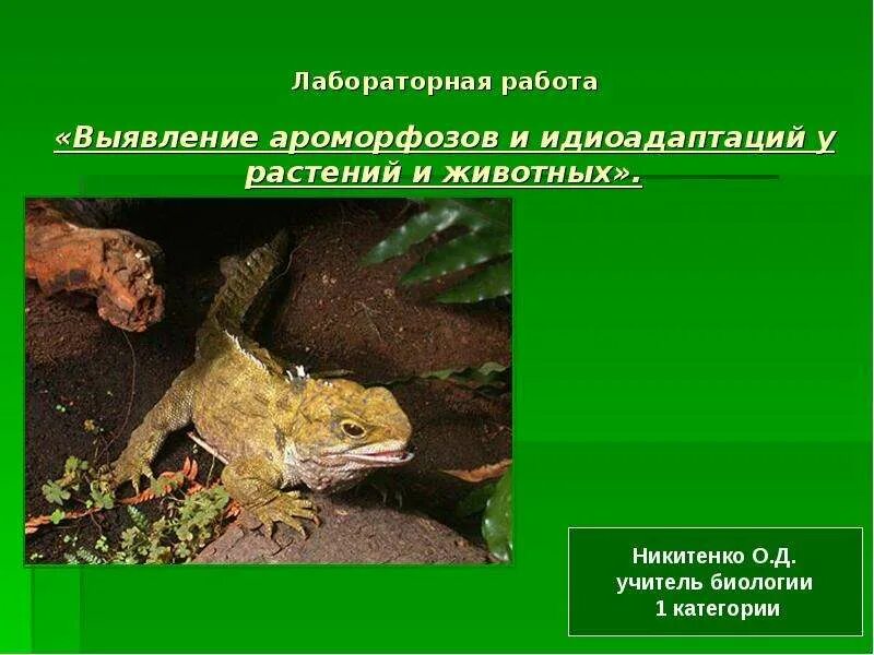 Лабораторная работа 3 изучение ароморфозов и идиоадаптаций. Выявление идиоадаптаций у растений лабораторная работа. выявление ароморфозов и идиоадаптаций у животных таблица. выявление ароморфозов и идиоадаптаций у растений и животных. ароморфозы и идиоадаптации у растений.