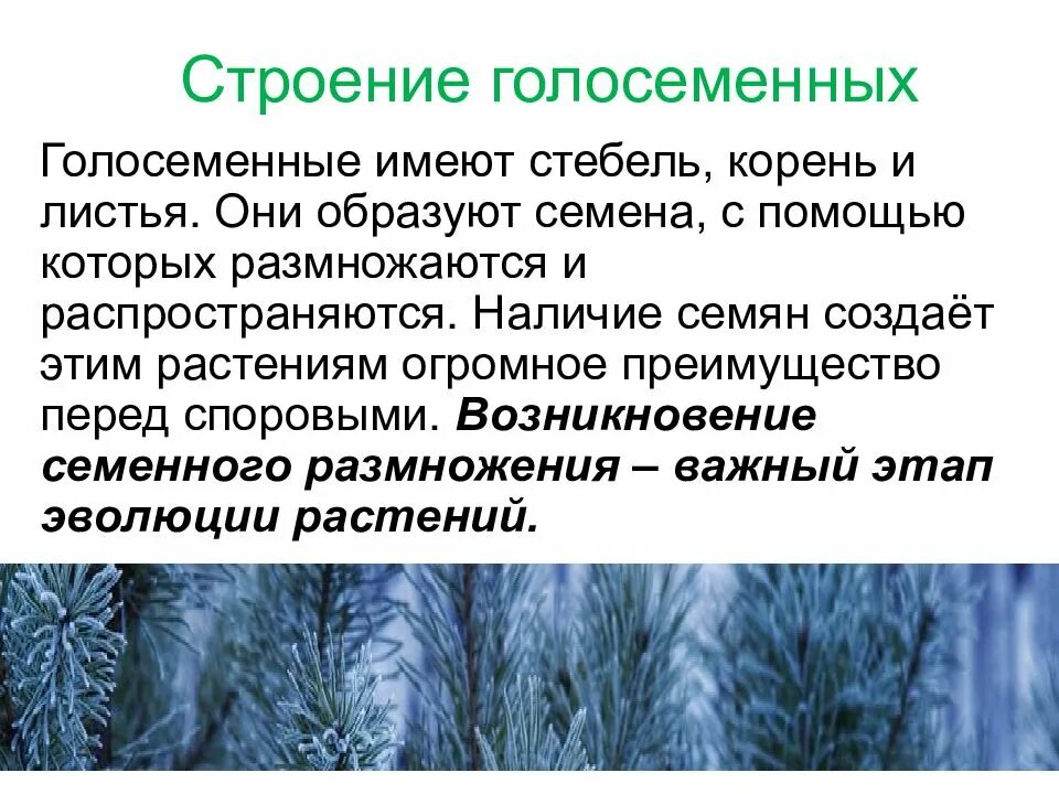 Особенности листьев голосеменных. Особенности листьев голосеменных. Особенности листьев голосеменных. Внешнее строение голосеменных растений. Строение мужской шишки голосеменных.