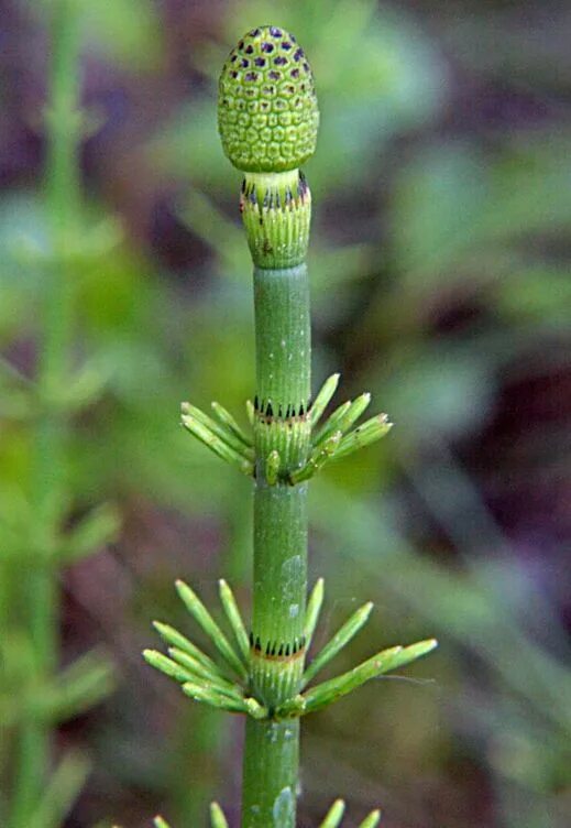 Хвощ полевой сорняк. Пестики растение. Спороносный колосок хвоща полевого. Хвощ полевой пестики съедобные. Съедобные пестики хвоща.