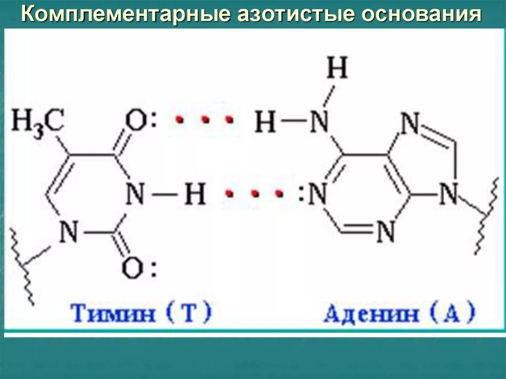 Водородные между азотистыми основаниями. Комплементарные азотистые основания схема. Комплементарные пары азотистых оснований РНК. Принцип комплементарности азотистых оснований. Комплементарные азотистые основания в ДНК.