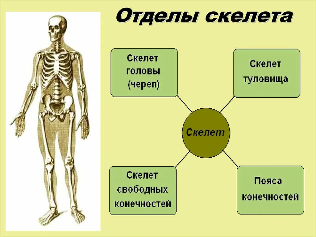 Отделы туловища. Строение отделов скелета человека. Отдел скелета строение функция. Назовите отделы и основные кости скелета. Кости отдела скелета туловища.