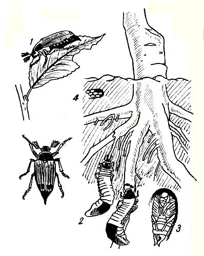 Майский жук корни деревьев. Личинка хруща майского. Личинка майского жука ест корни деревьев. Личинки майского жука едят корни.