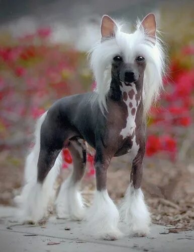 Pin on Beautiful Animals