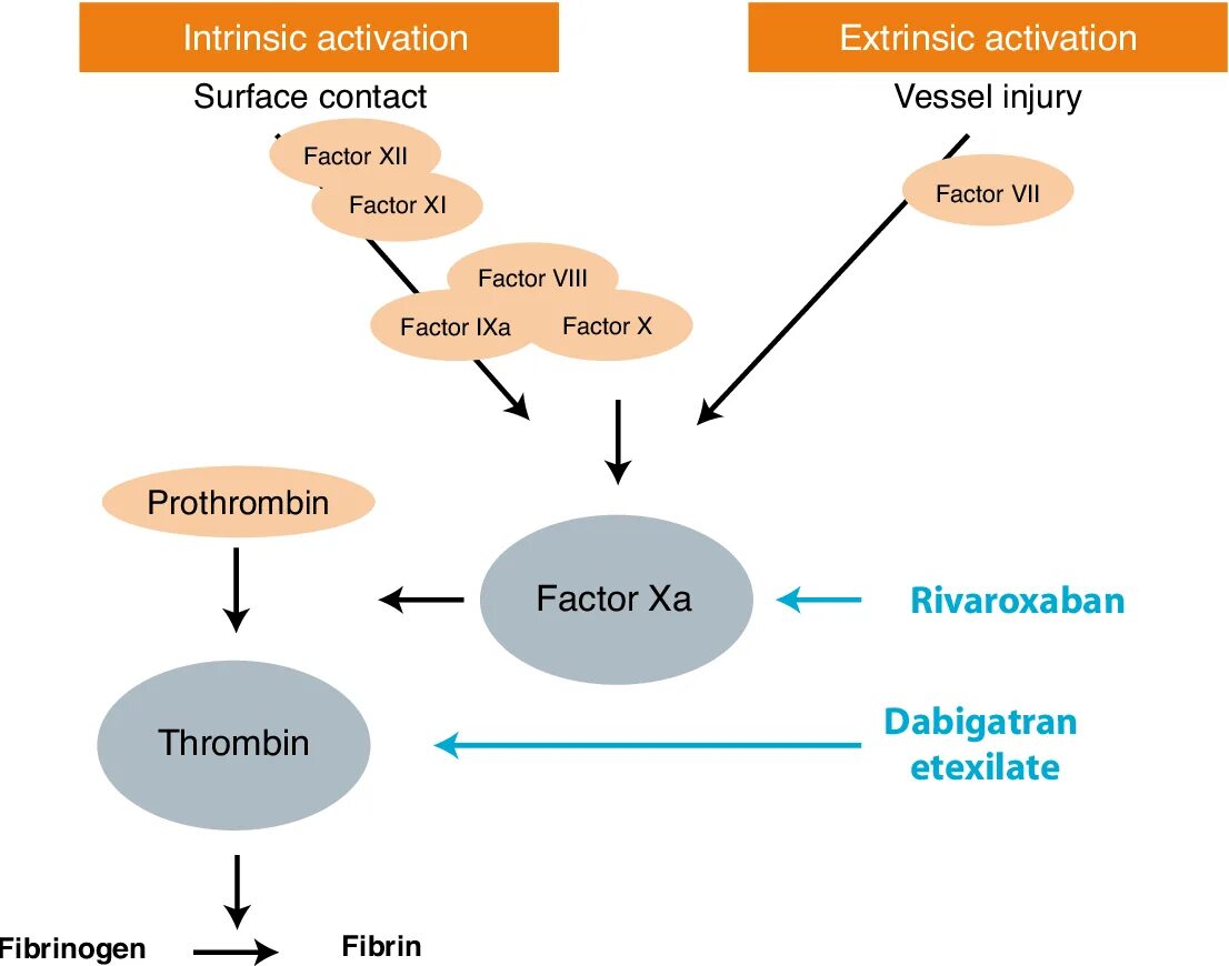 Action site. Anticoagulant drugs. Mechanism of Action of Rivaroxaban.