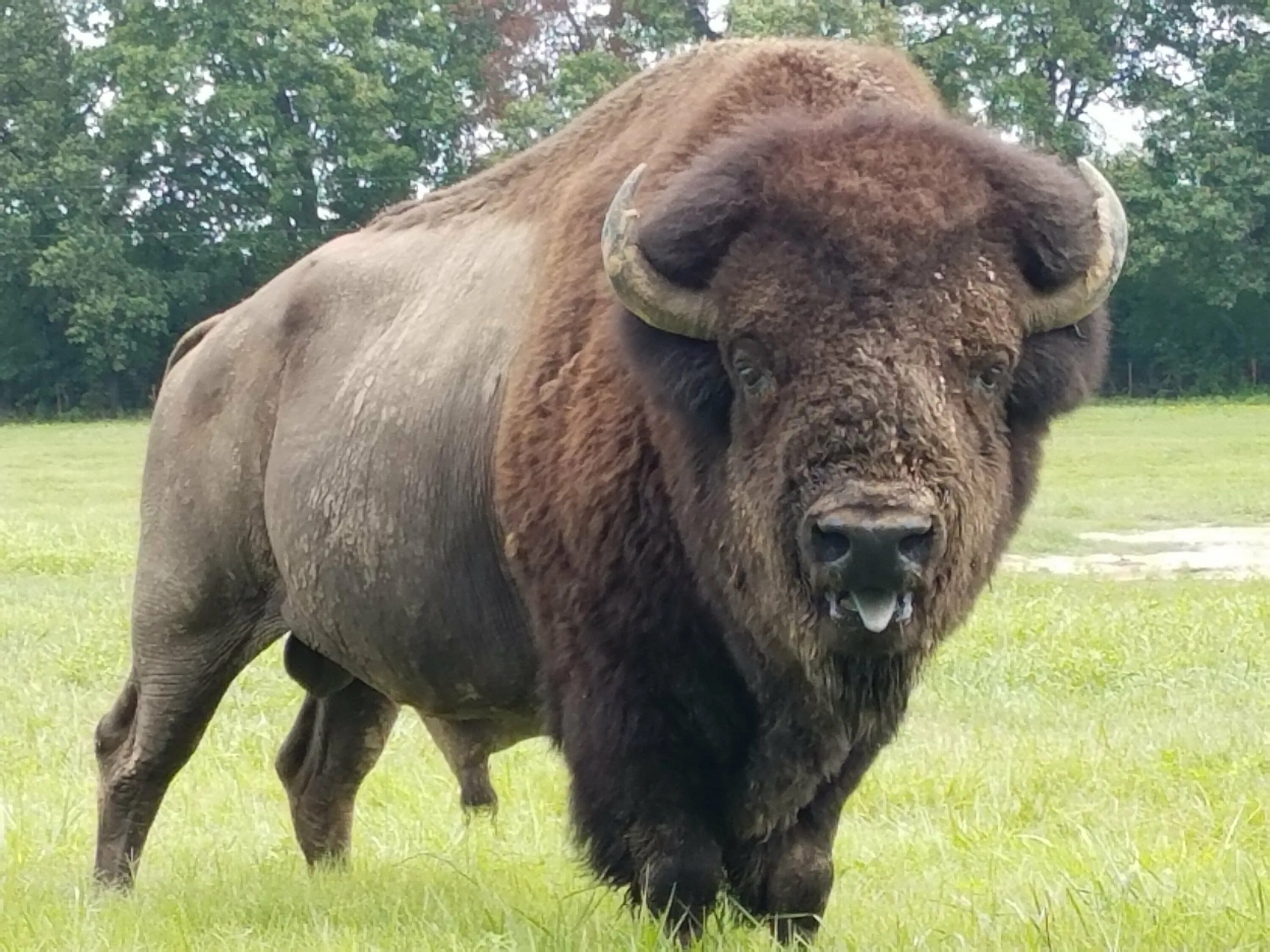 Год бизона. Североамериканский Бизон. Степной Бизон Bison Priscus. Бык Бизон буйвол ЗУБР. Американский Бизон вес.