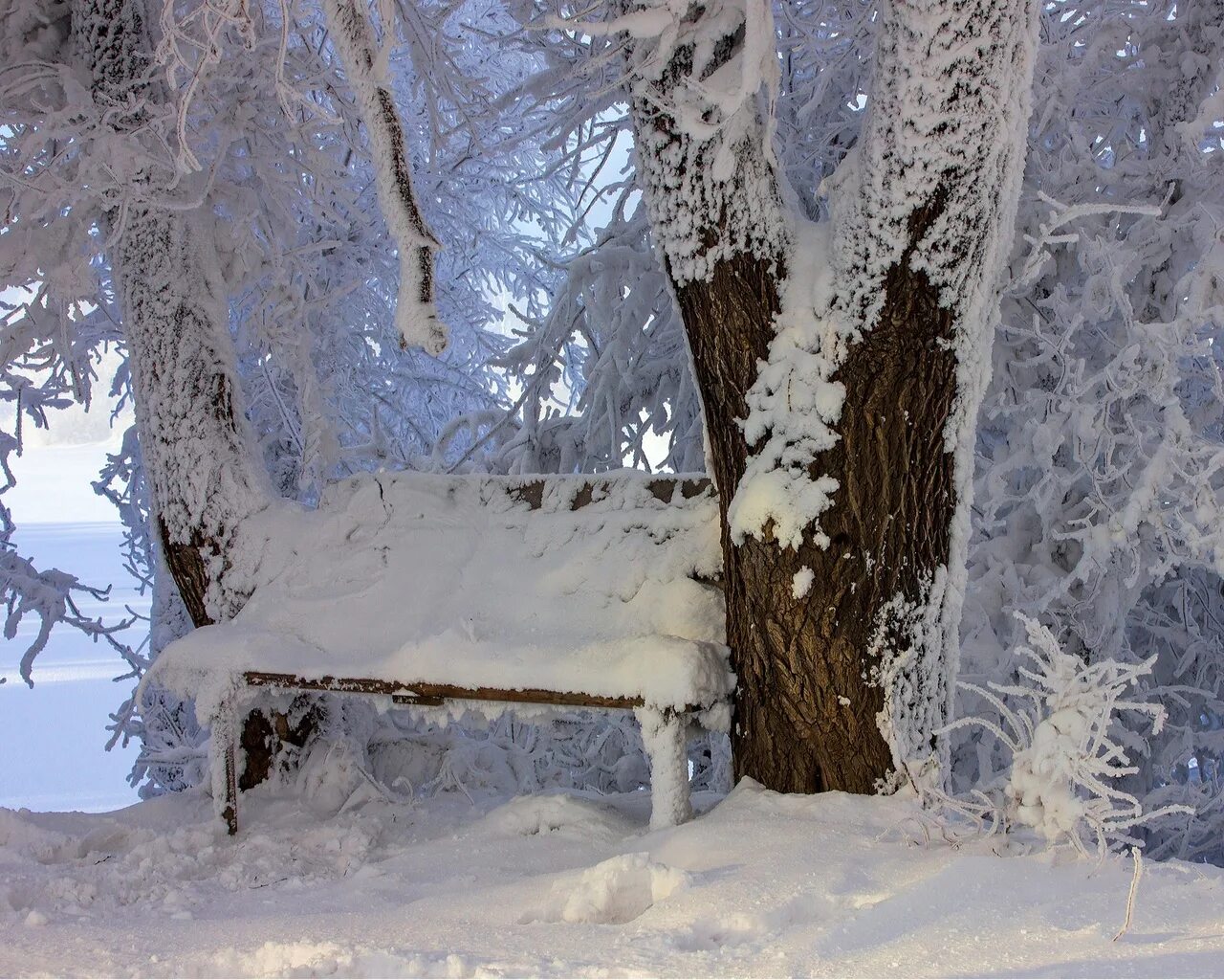 Перед снегопадом дерево