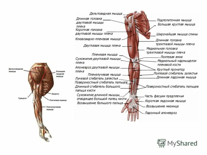 Мускул или мускулов. Мышцы или мускулы. Аутохтонные мышцы. Чем мышцы отличаются от мускулов. Мускулы или мышцы как правильно.