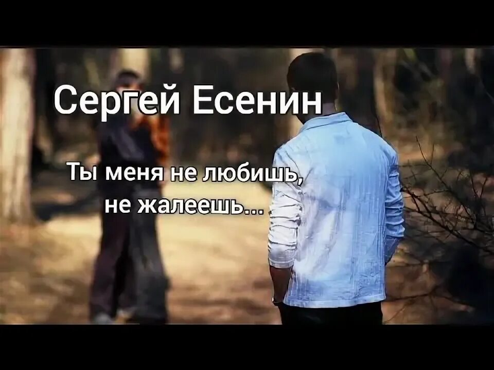 Есенин ты меня не любишь жалеешь песня. Есенин ты меня не любишь жалеешь песня. Есенин ты меня не любишь жалеешь песня. Есенин ты меня не любишь жалеешь песня. Стихотворение ты меня не любишь не жалеешь.