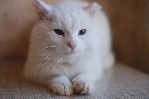 White rus