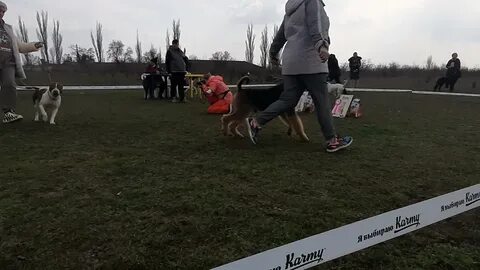 Скор собаки