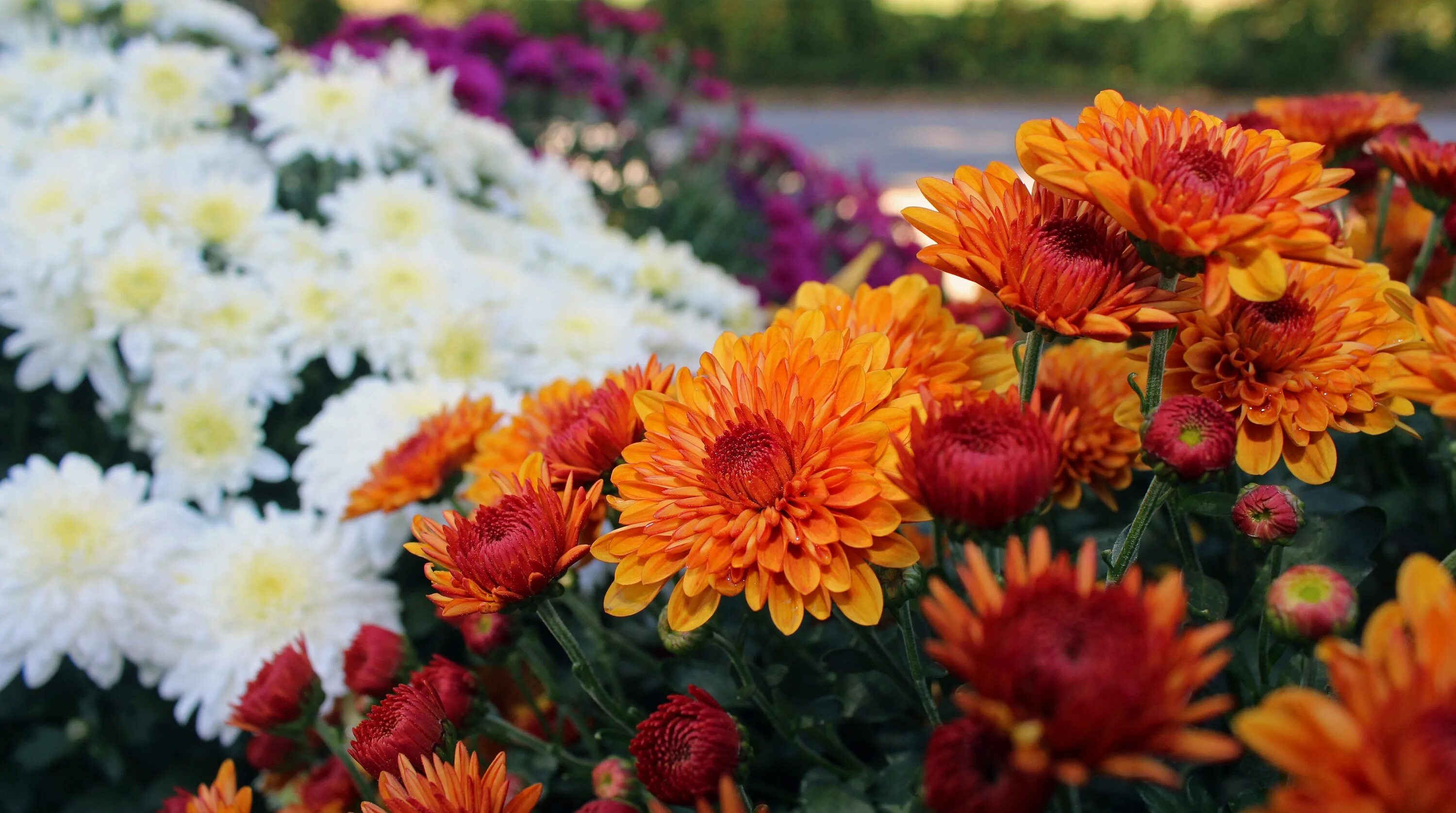 Mums flowers. Хризантема индийская Фуджи Роуз. Хризантема корейская бархатная осень. Хризантема бархатная осень смесь. Хризантема корейская Золотая осень.