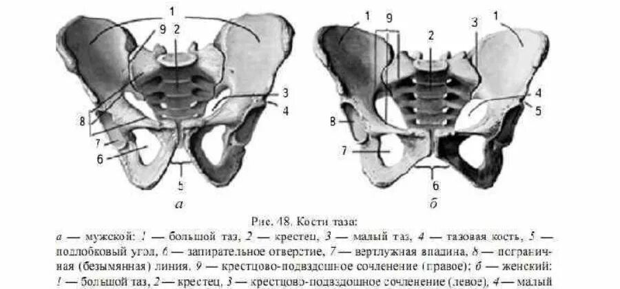 Анатомия костей таза лонная кость. Малый таз анатомия строение. Тазовый пояс кости таза. Строение тазового пояса человека.