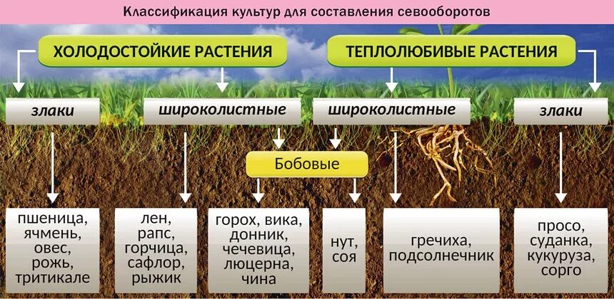 Промежуточные культуры в севообороте. Составление схем севооборотов. Технология возделывания озимой пшеницы. Озимая пшеница в севообороте. Предшественники озимой пшеницы.