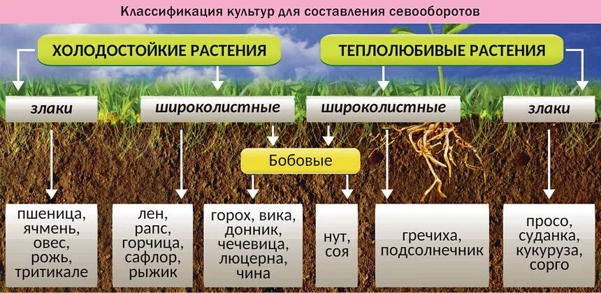 Какие преимущества имеет трехпольная система обработки земли. ТРАВОПОЛЬНЫЙ севооборот схема. Севооборот злаковых культур. Четырехпольный севооборот в сельском хозяйстве. Составление схем севооборотов.