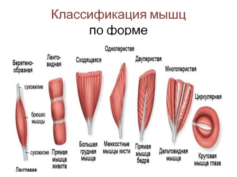 Классификация мышц строение формы функции. Классификация скелетных мышц по форме. Классификация мышц по направлению волокон. Классификация мышц по функциям анатомия.