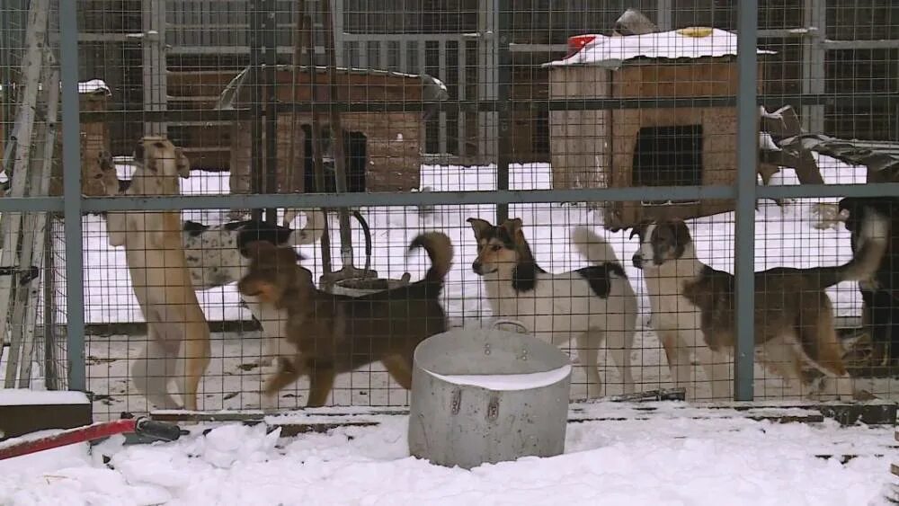 Алабай черный метис. Полкан собака картинка. Помесь алабая черный. Муром собаки. Муром собаки.