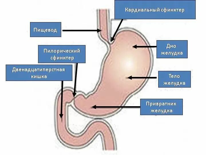 Клапан пищевода и желудка. Желудок человека кардиальный сфинктер. Кардиальный и пилорический сфинктер. Пилорический клапан желудка. Кардиальный сфинктер желудка анатомия.