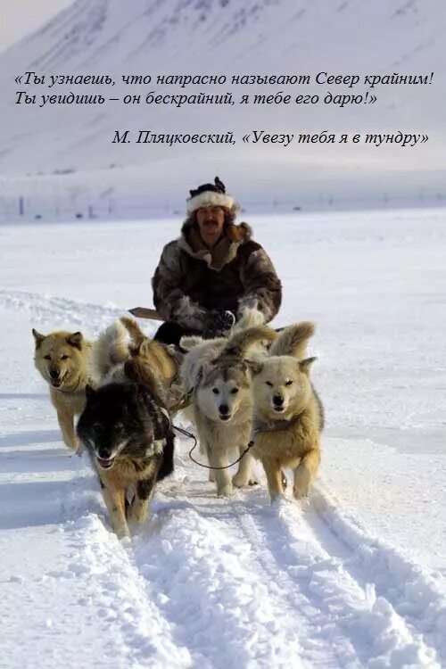 Ямал тундра ненцы. Чукчи и хаски. Якутская лайка в упряжке. Сибирские хаски ездовые. \якутской лайке ездовая собака.