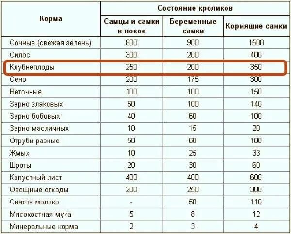 Кому можно давать свои данные. Какое зерно можно давать кроликам. какие корма можно кроликам.