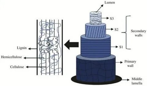 Plant fiber