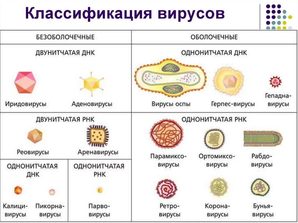 Классификация вирусов микробиология. Классификация вирусов организмов. Классификация вирусов микробиология в таблице. Семейства вирусов таблица. Типы ковид