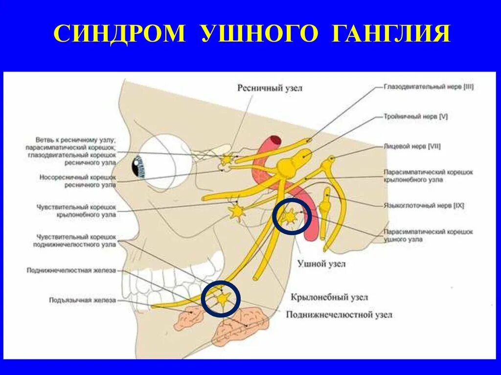 Нервный узел где. Ушной вегетативный узел (ганглий). Ганглий тройничного нерва. Вегетативные ганглии головы. Синдром ушного ганглия.