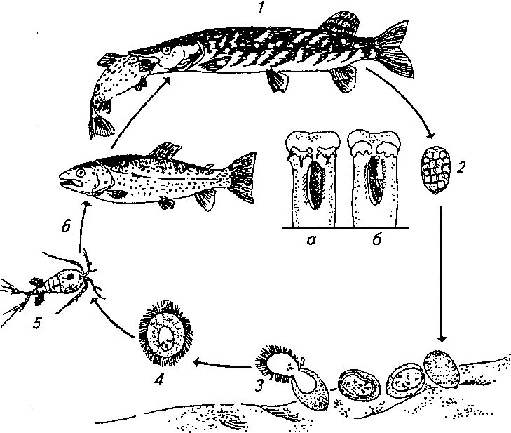 Triaenophorus nodulosus жизненный цикл. Цикл развития рыбы схема. Триенофороз рыб возбудитель.