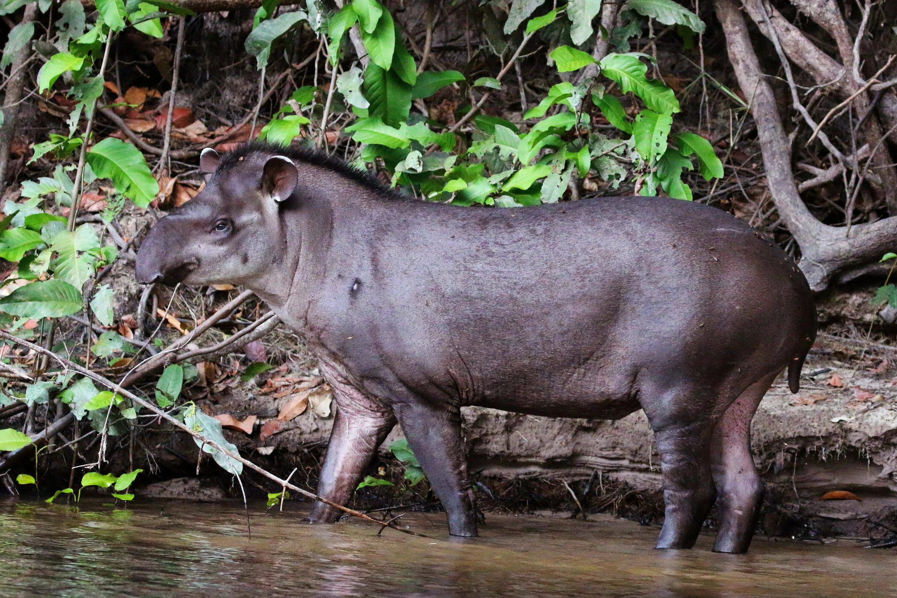 Южноамериканский тапир. Tapirus terrestris. Tapirus kabomani. Тапир в Южной Америке. Животные амазонии