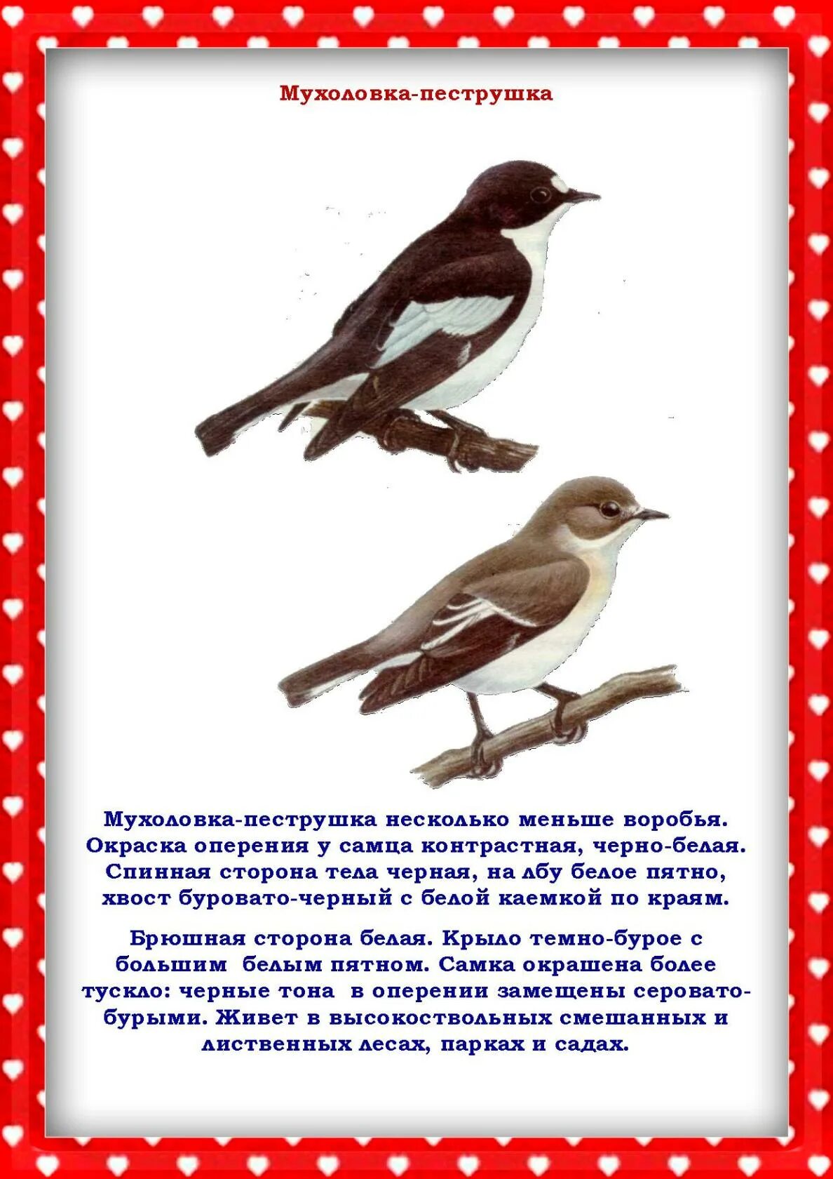 Папка передвижка птицы весной. Наши пернатые друзья папка передвижка. Консультация для родителей наши пернатые друзья. Папка передвижка птицы наши друзья. Консультации для родителей в детском саду пернатые друзья.