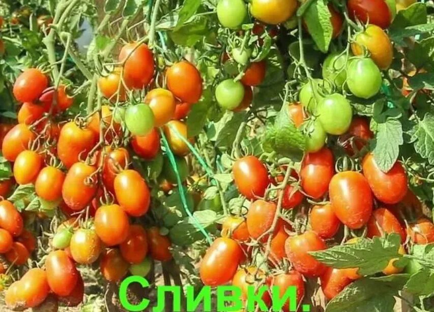 Сливка московская томат описание