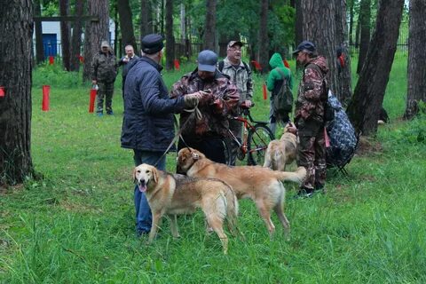 Турнир охотник