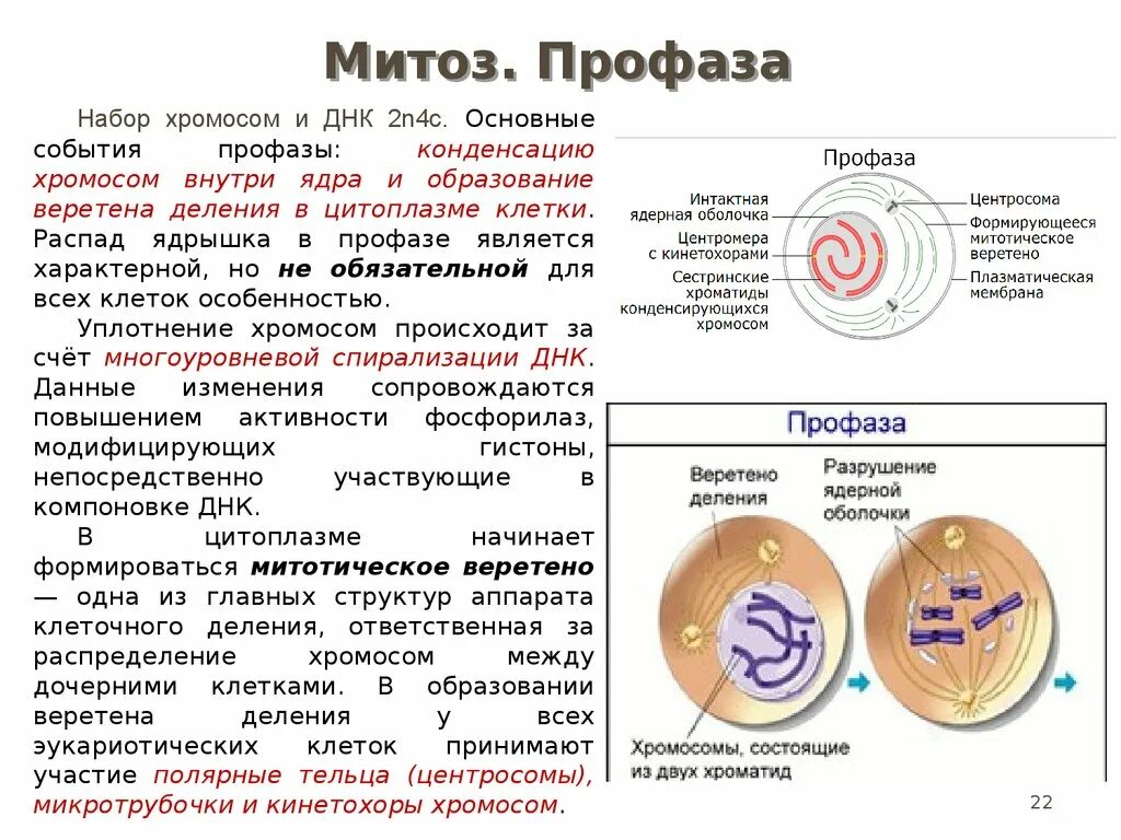 Профаза митоза сколько хромосом. Клетка в профазе митоза. Профаза и анафаза митоза набор хромосом. Профаза мейоза 1 набор ДНК. Профаза митоза набор хромосом.