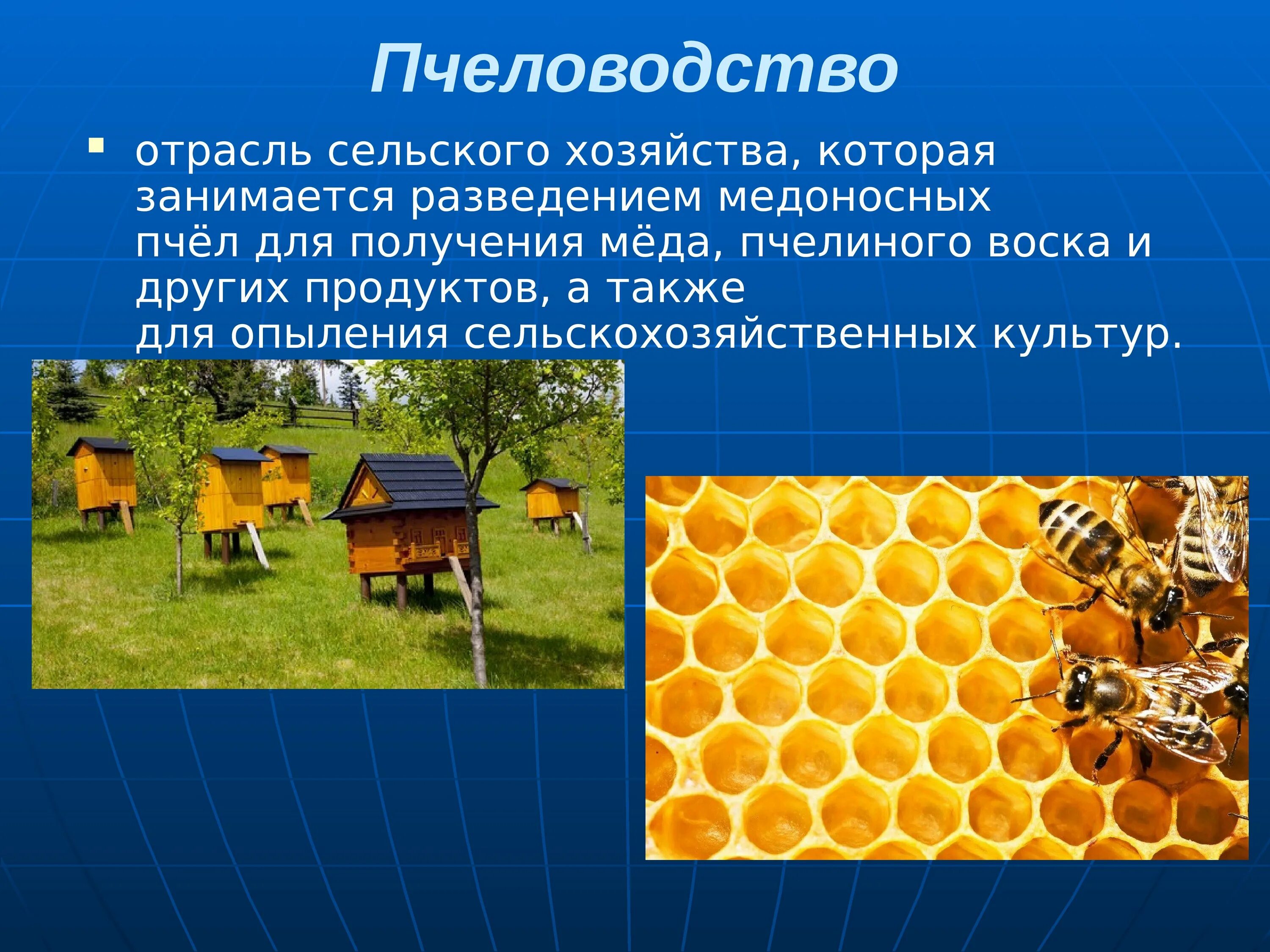 Пчеловодство 3 класс. Пчеловодство отрасль животноводства. пчеловодство слайд. сельское хозяйство для презентации.