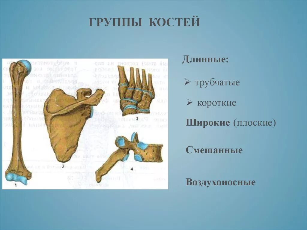 Губчатые кости кости конечностей. Трубчатые губчатые плоские кости. Кости трубчатые губчатые плоские смешанные. Длинные и плоские кости. Длинные короткие и плоские кости.