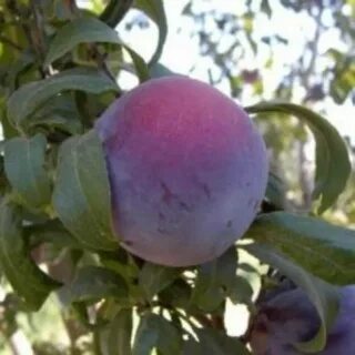 Диплоидная слива